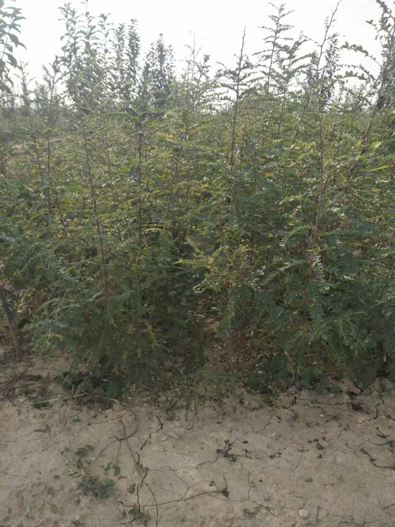 大量供应1-2年生，皂角小苗，大刺皂角苗！