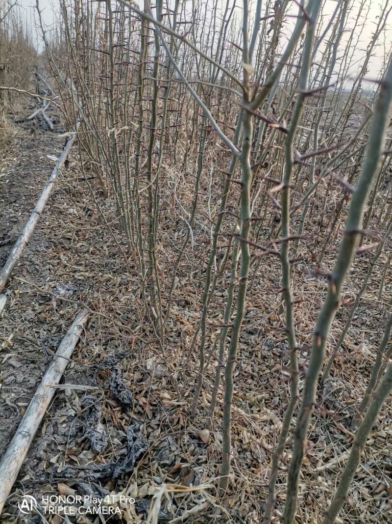 大量供应1-2年生，皂角小苗，大刺皂角苗！