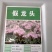 假龙头种子景观绿化花卉种子露地被植物花坛摄影背景花