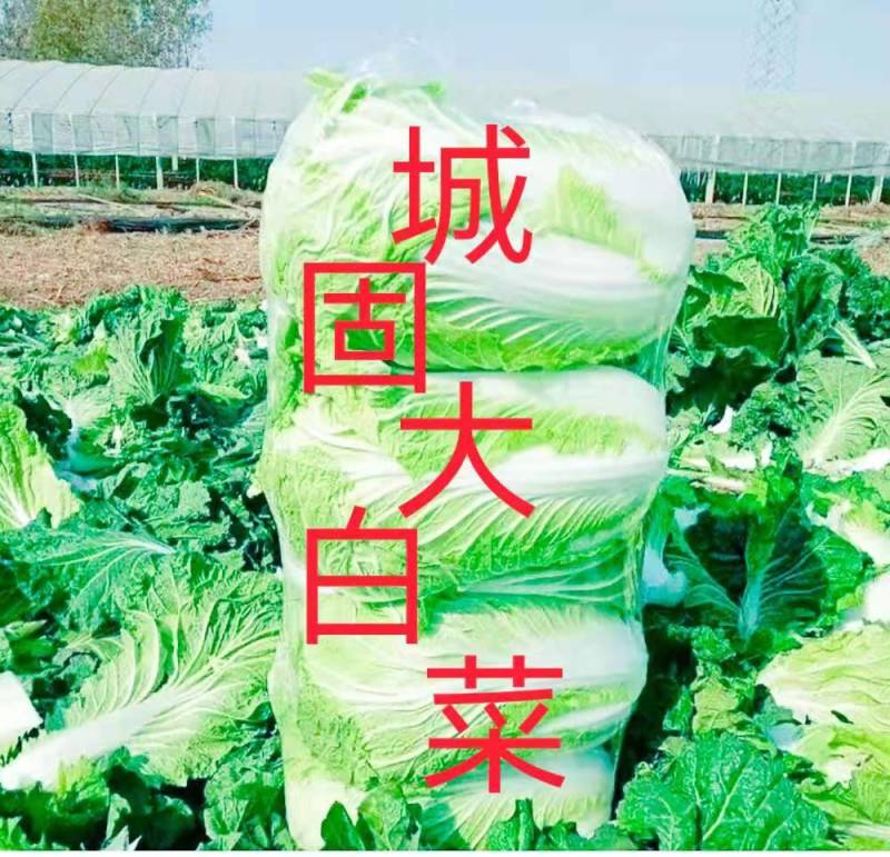 城固县：白菜（义和秋大白菜）貭量高颜色绿产地直销货源充足