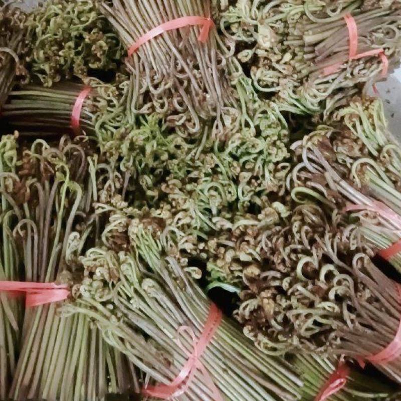 新鲜蕨菜