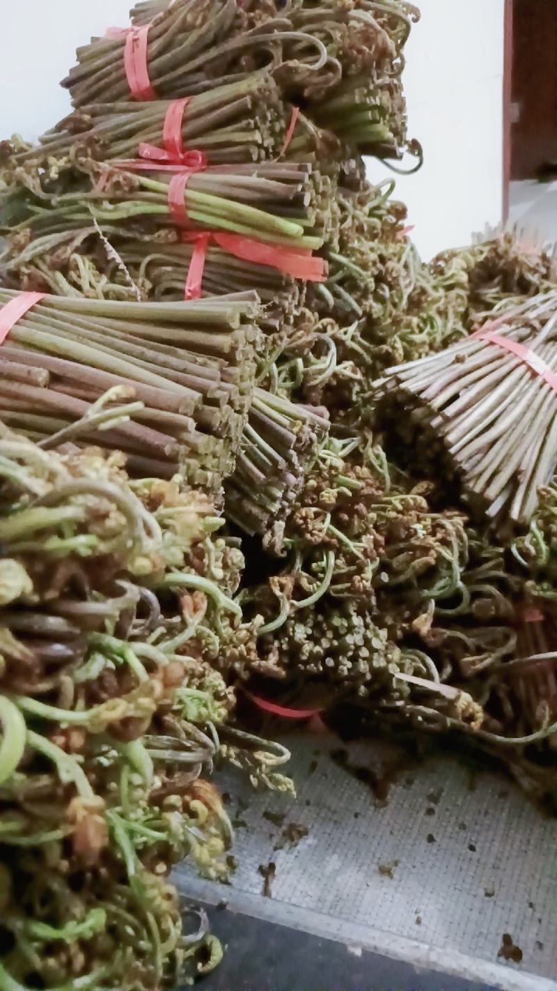 新鲜蕨菜