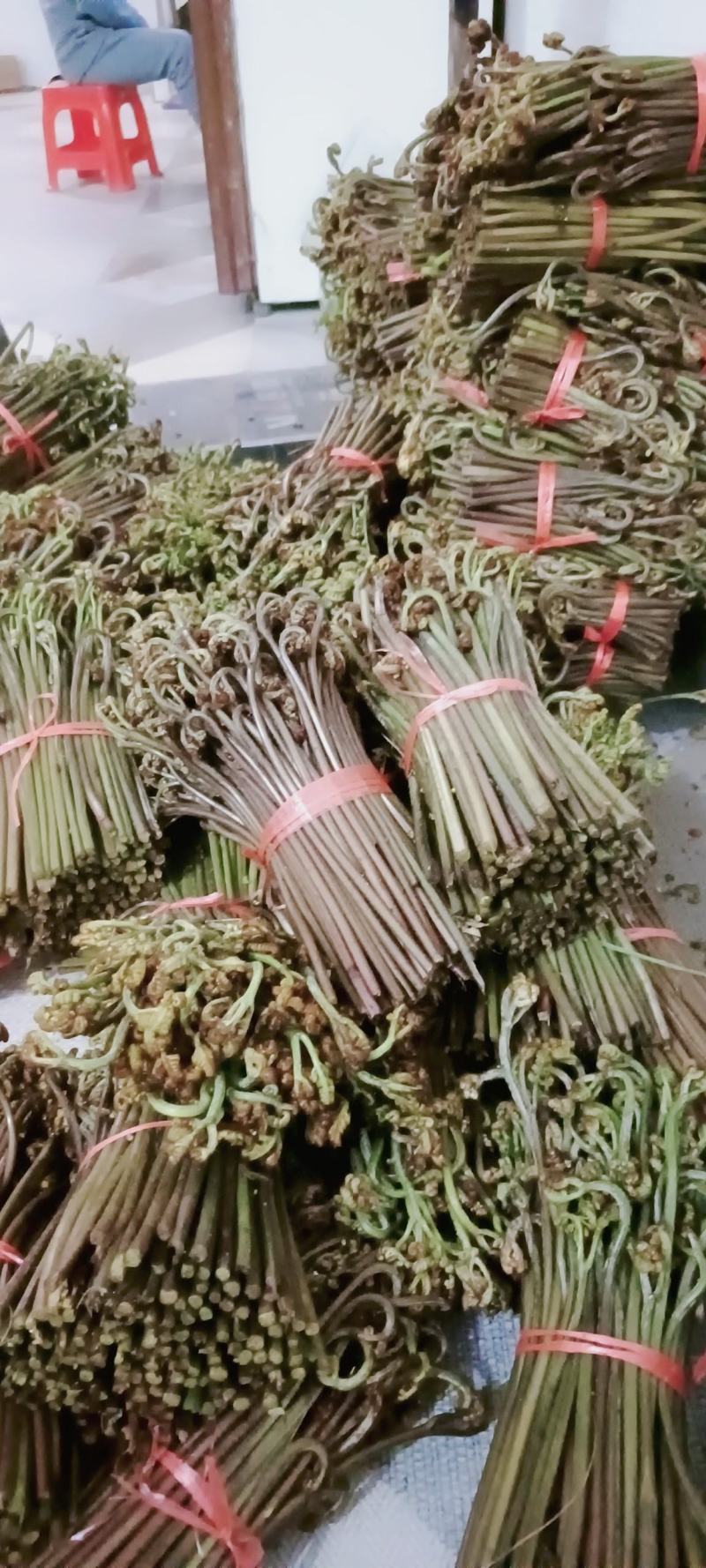 新鲜蕨菜