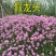 假龙头种子景观绿化花卉种子露地被植物花坛摄影背景花