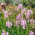 假龙头种子景观绿化花卉种子露地被植物花坛摄影背景花