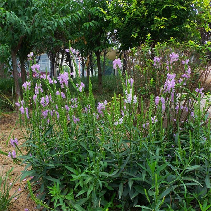假龙头种子景观绿化花卉种子露地被植物花坛摄影背景花