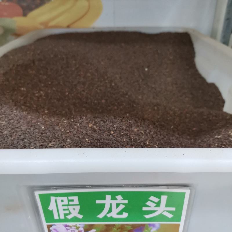 假龙头种子景观绿化花卉种子露地被植物花坛摄影背景花