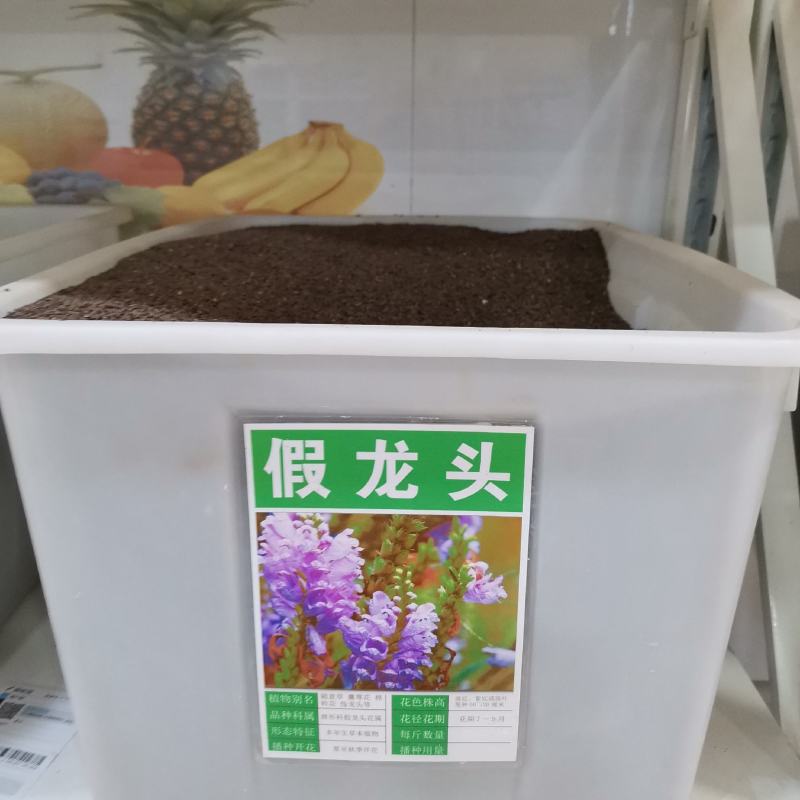 假龙头种子景观绿化花卉种子露地被植物花坛摄影背景花
