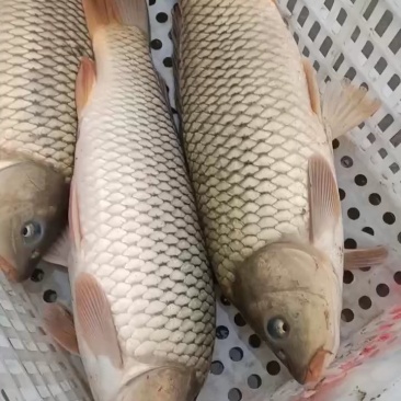 黄河鲤鱼