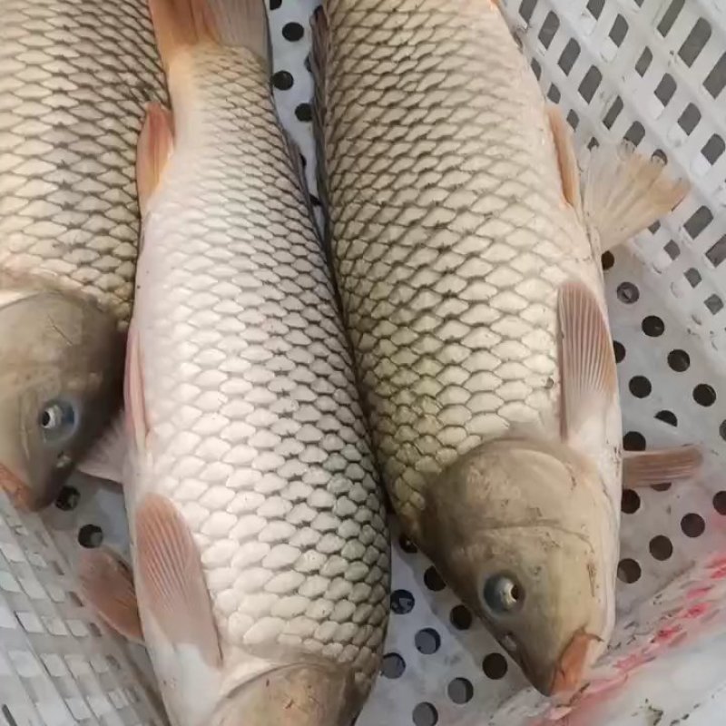 黄河鲤鱼