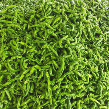 螺丝椒15~20厘米青微辣