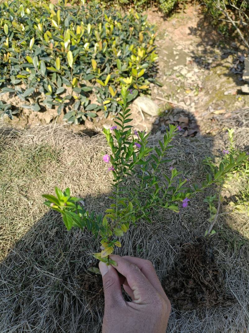 【推荐】满天星苗满天星地苗满天星杯苗农户直发批发