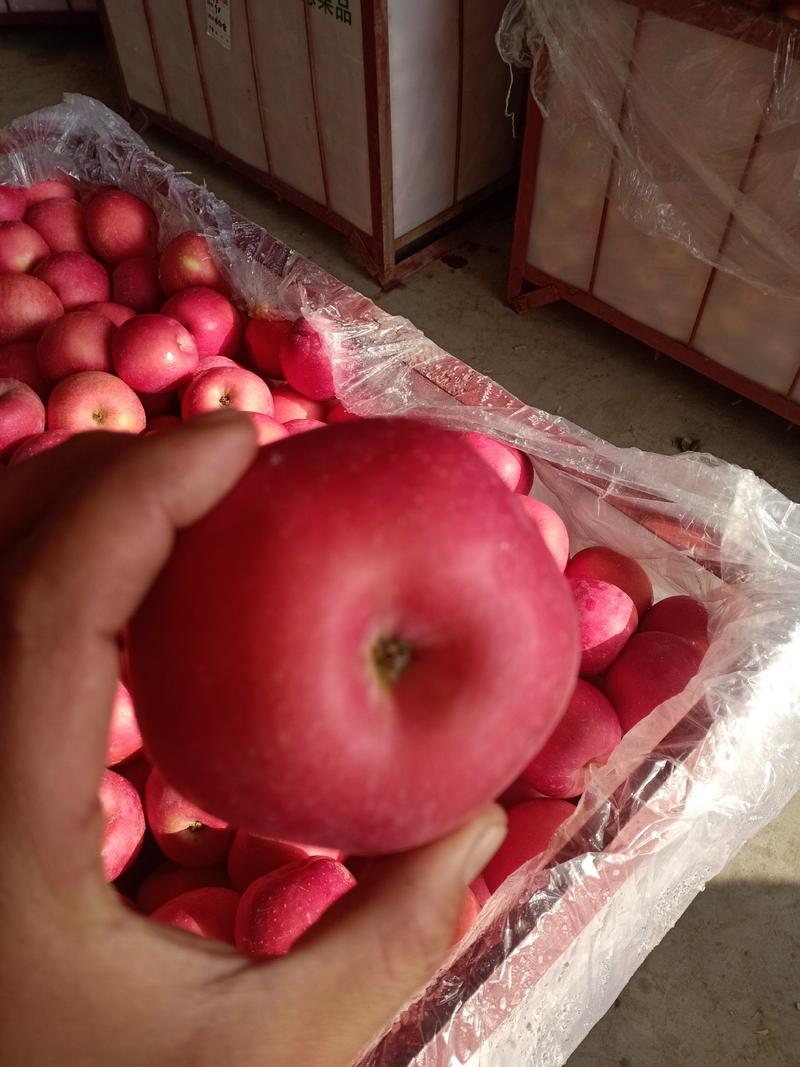 苹果/红富士苹果/山东红富士/山东干苹果/临沂苹果