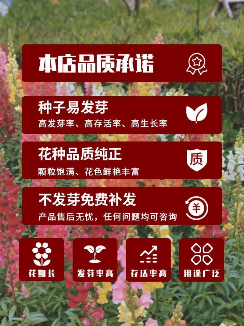 金鱼草种子四季易种花卉阳台庭院种植盆栽室内花草植物花