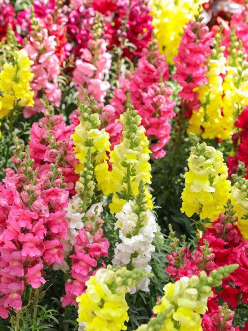 金鱼草种子四季易种花卉阳台庭院种植盆栽室内花草植物花