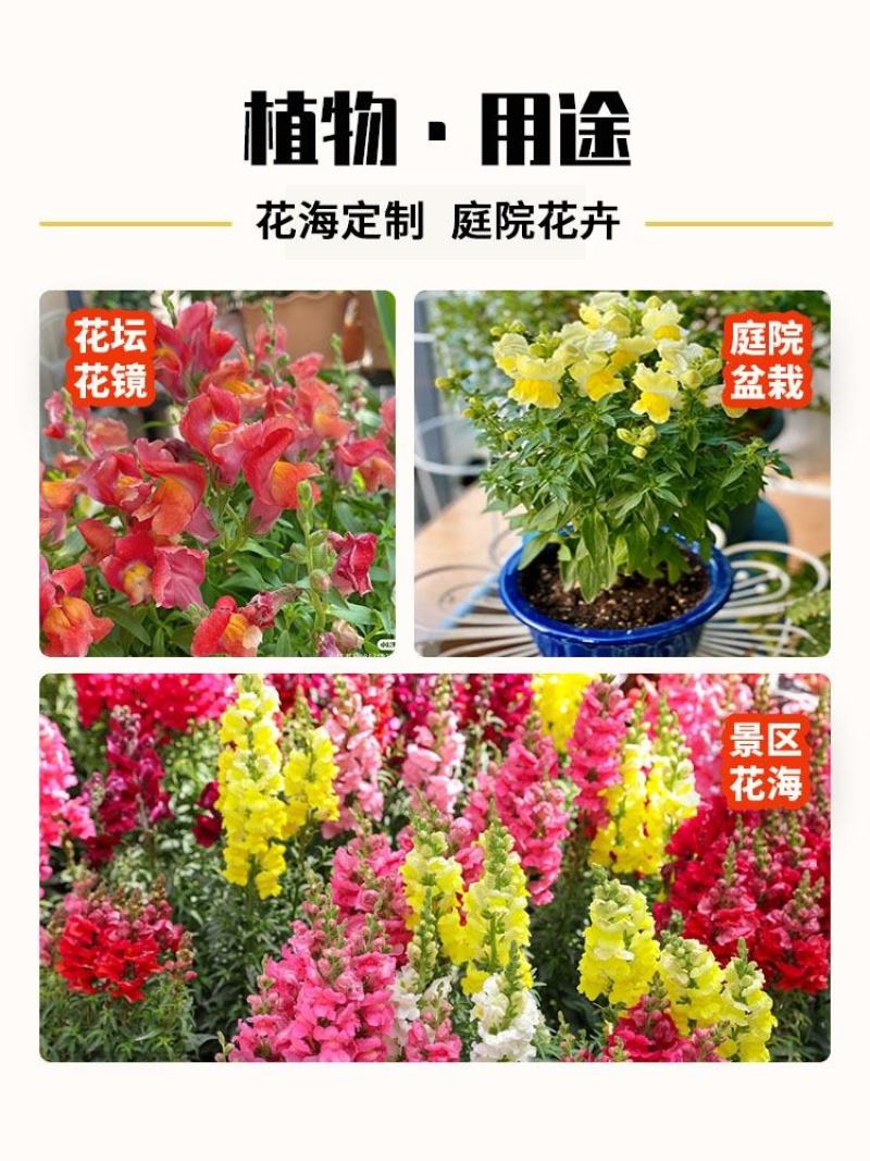 金鱼草种子四季易种花卉阳台庭院种植盆栽室内花草植物花
