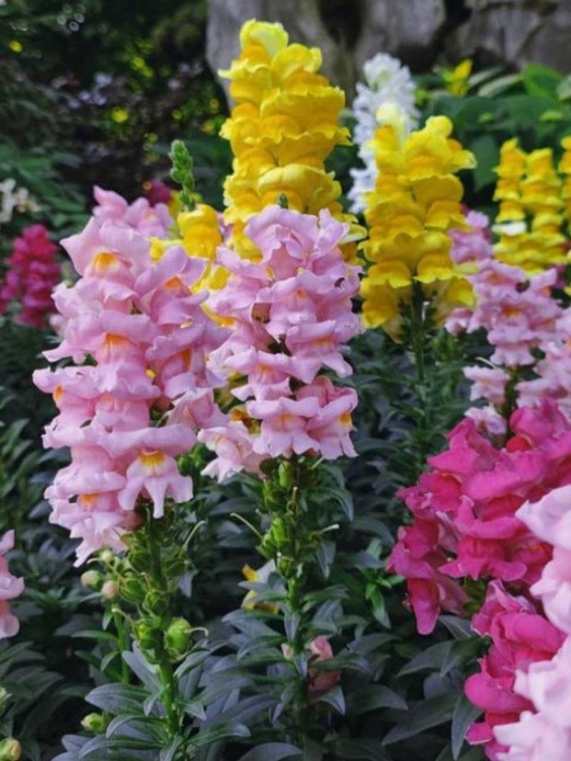 金鱼草种子四季易种花卉阳台庭院种植盆栽室内花草植物花