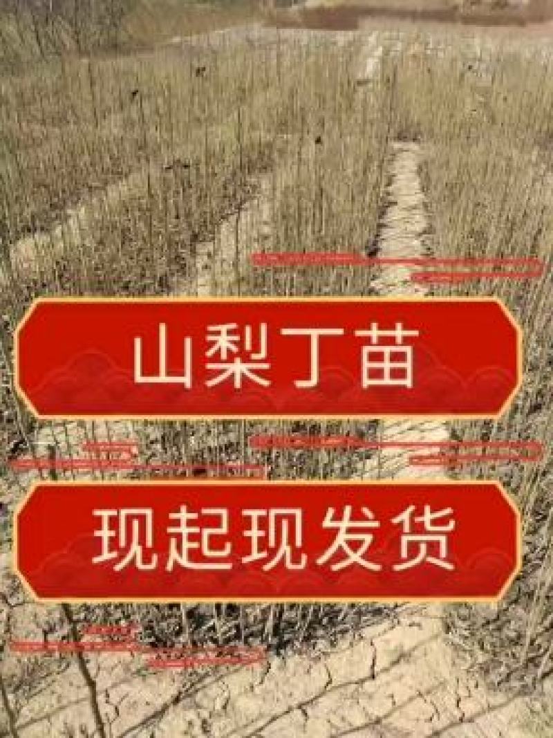 山梨丁苗，嫁接各种梨树苗用的砧木，耐寒性强，耐酸碱，根系