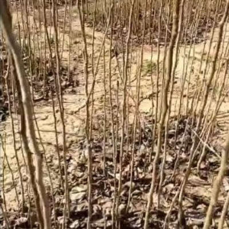 山梨丁苗，嫁接各种梨树苗用的砧木，耐寒性强，耐酸碱，根系