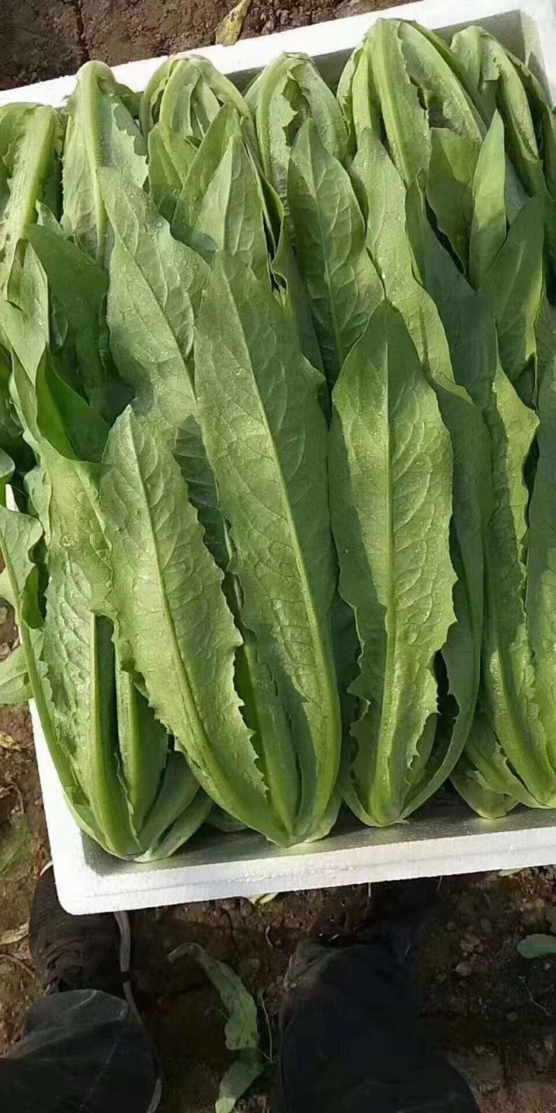 精品油麦菜，各种叶菜对接批发市场电商社区团购