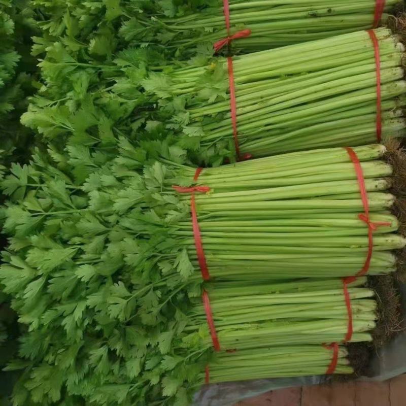 兰陵精品玻璃翠小芹菜产地直发一手货源大量有货