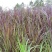 正宗巴西红象草种节栽培简单产量高基地现割现发红象草种节