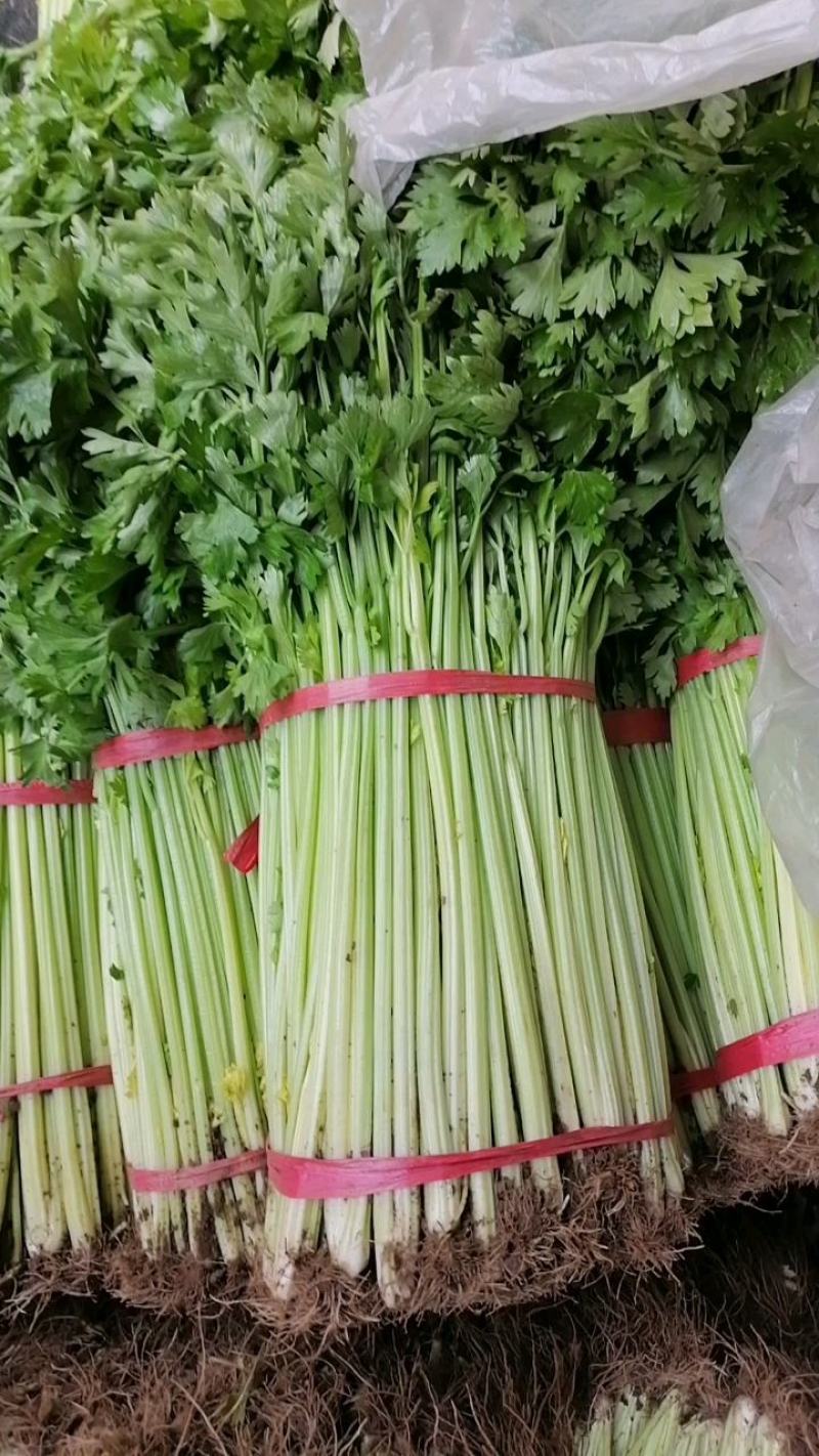 兰陵精品玻璃翠小芹菜产地直发一手货源大量有货