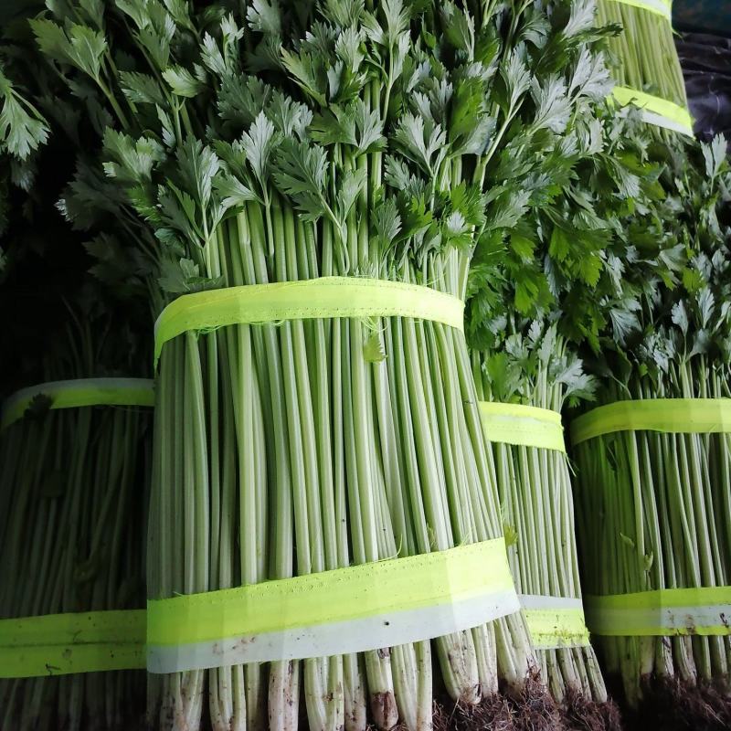兰陵精品玻璃翠小芹菜产地直发一手货源大量有货