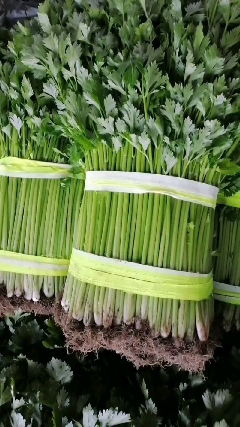 兰陵精品玻璃翠小芹菜产地直发一手货源大量有货