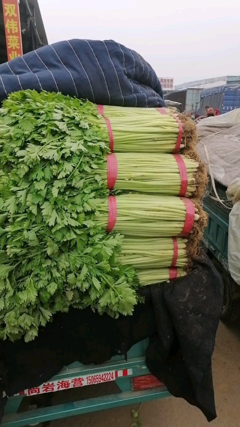 兰陵精品玻璃翠小芹菜产地直发一手货源大量有货