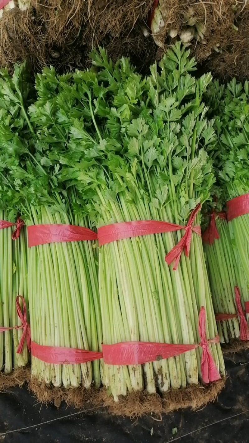 兰陵精品玻璃翠小芹菜产地直发一手货源大量有货