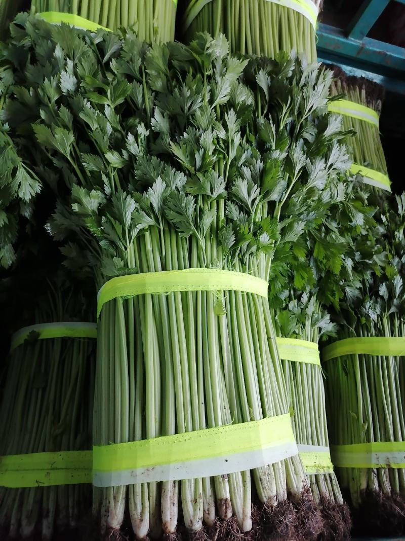 兰陵精品玻璃翠小芹菜产地直发一手货源大量有货