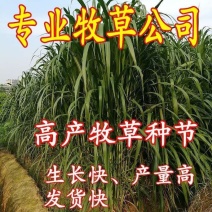 正宗巴西红象草种节栽培简单产量高基地现割现发红象草种节