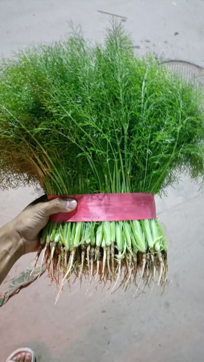 精品茴香苗产地直发一手货源质量保证！