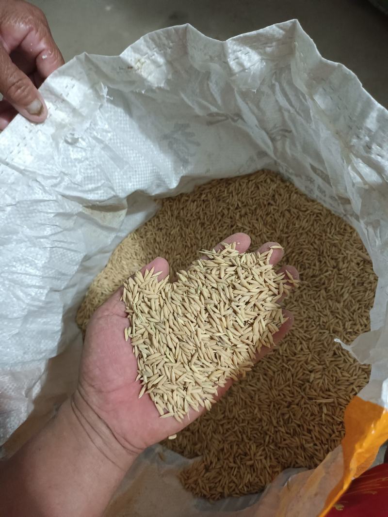 颗粒饱满，出粒，能达到69~71%，水分13%左右。