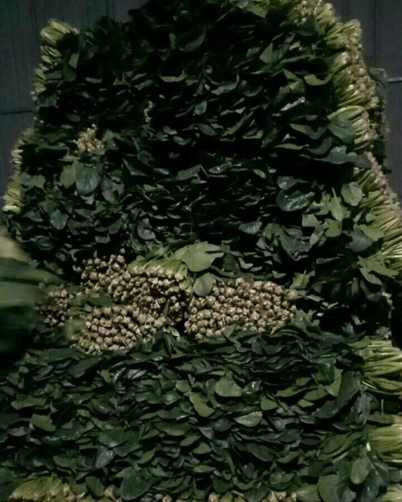 菠菜