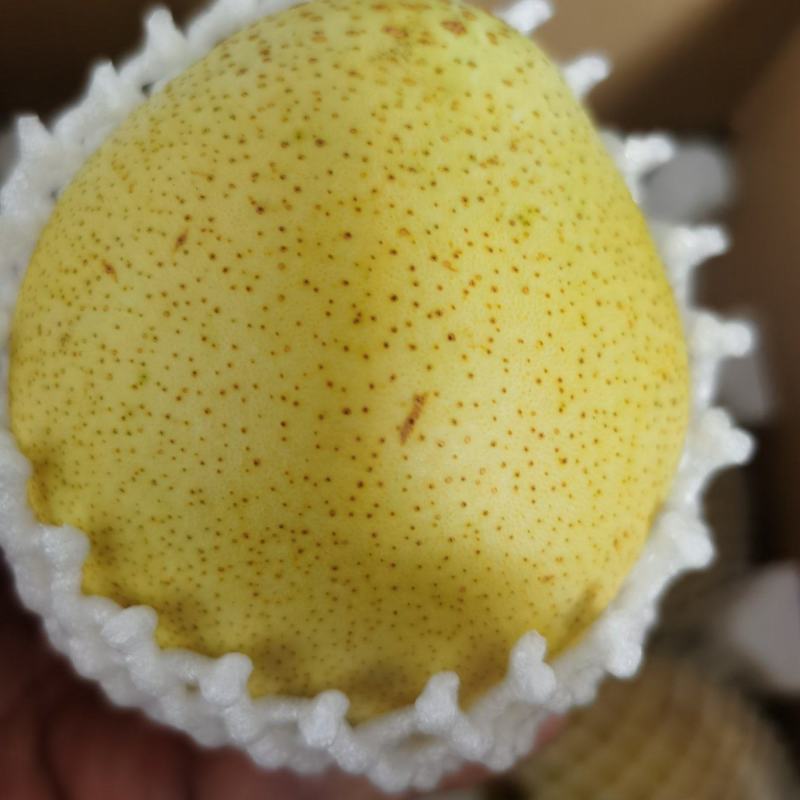 赵县古树雪花梨5斤装