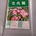 古代稀种子四季开花易播种的送春花种子阳台庭院盆栽花海绿植