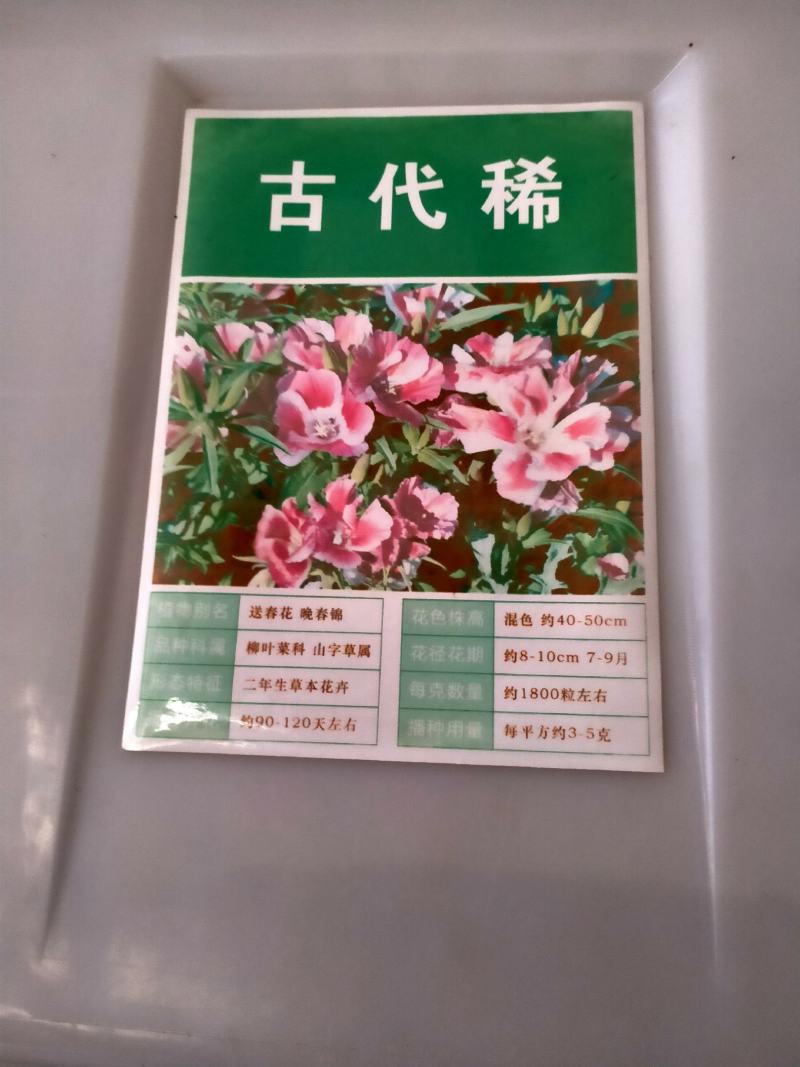 古代稀种子四季开花易播种的送春花种子阳台庭院盆栽花海绿植
