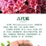 古代稀种子四季开花易播种的送春花种子阳台庭院盆栽花海绿植