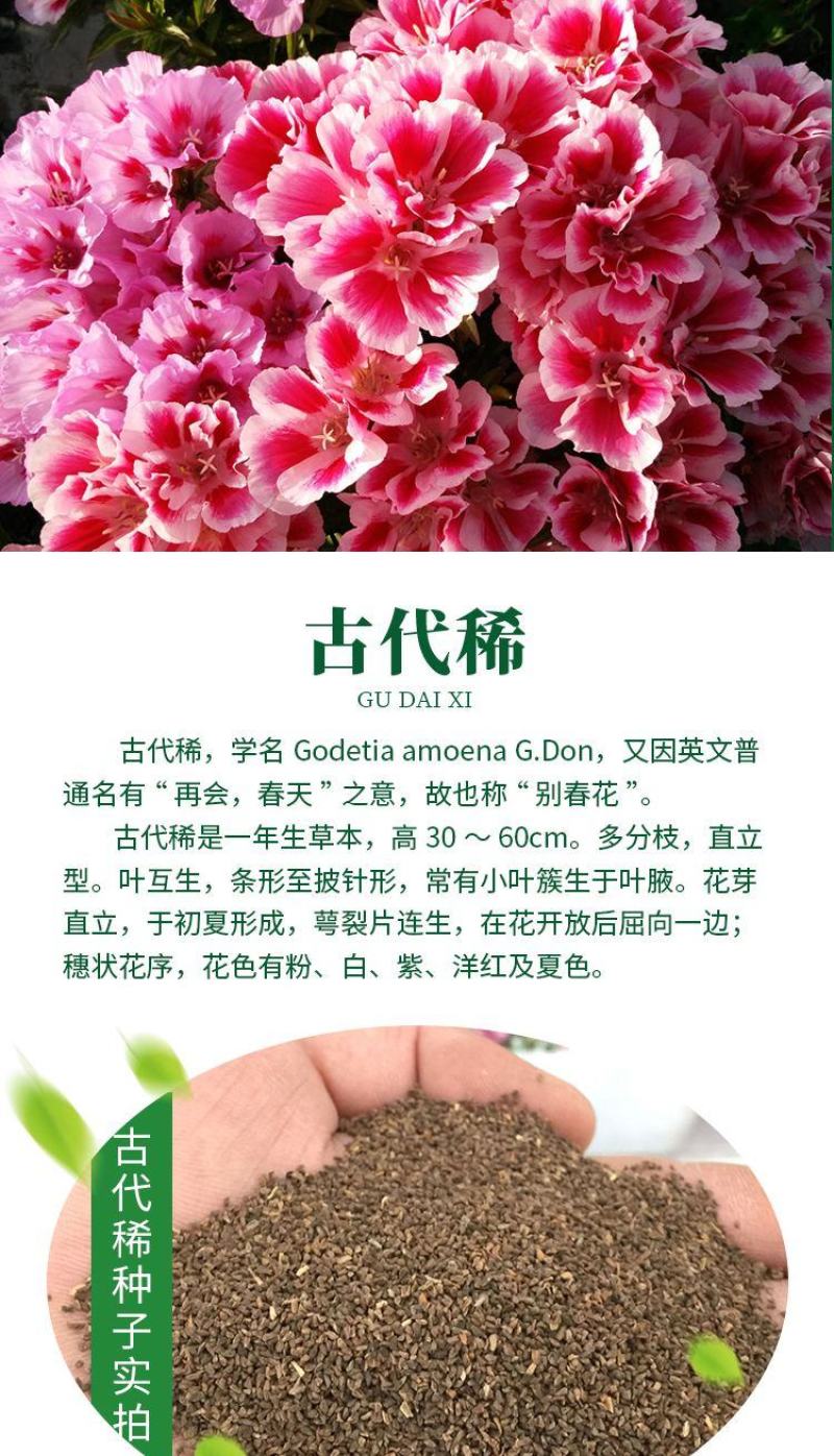 古代稀种子四季开花易播种的送春花种子阳台庭院盆栽花海绿植