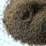 古代稀种子四季开花易播种的送春花种子阳台庭院盆栽花海绿植
