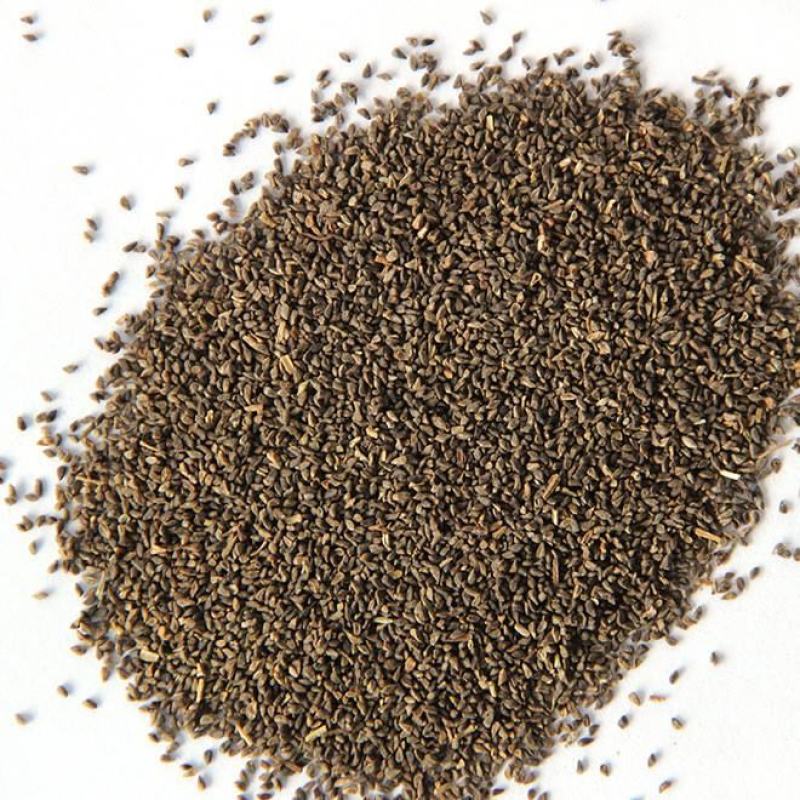 古代稀种子四季开花易播种的送春花种子阳台庭院盆栽花海绿植