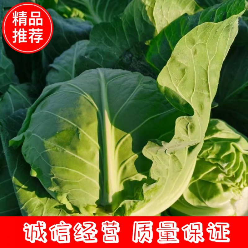 甘蓝湖北襄阳精品甘蓝以大量上市货源充足价格稳定