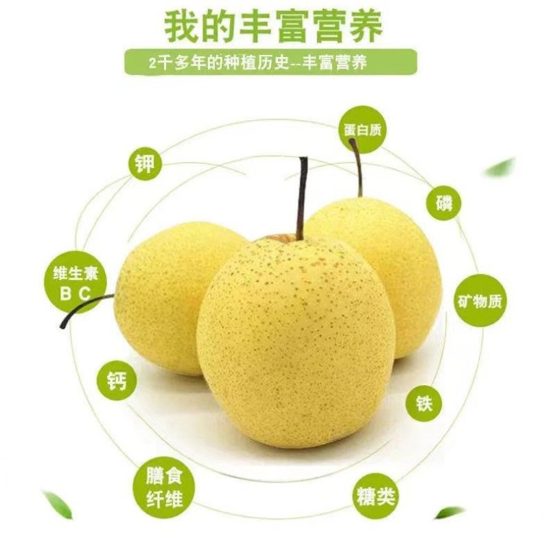 赵县雪花梨5斤装