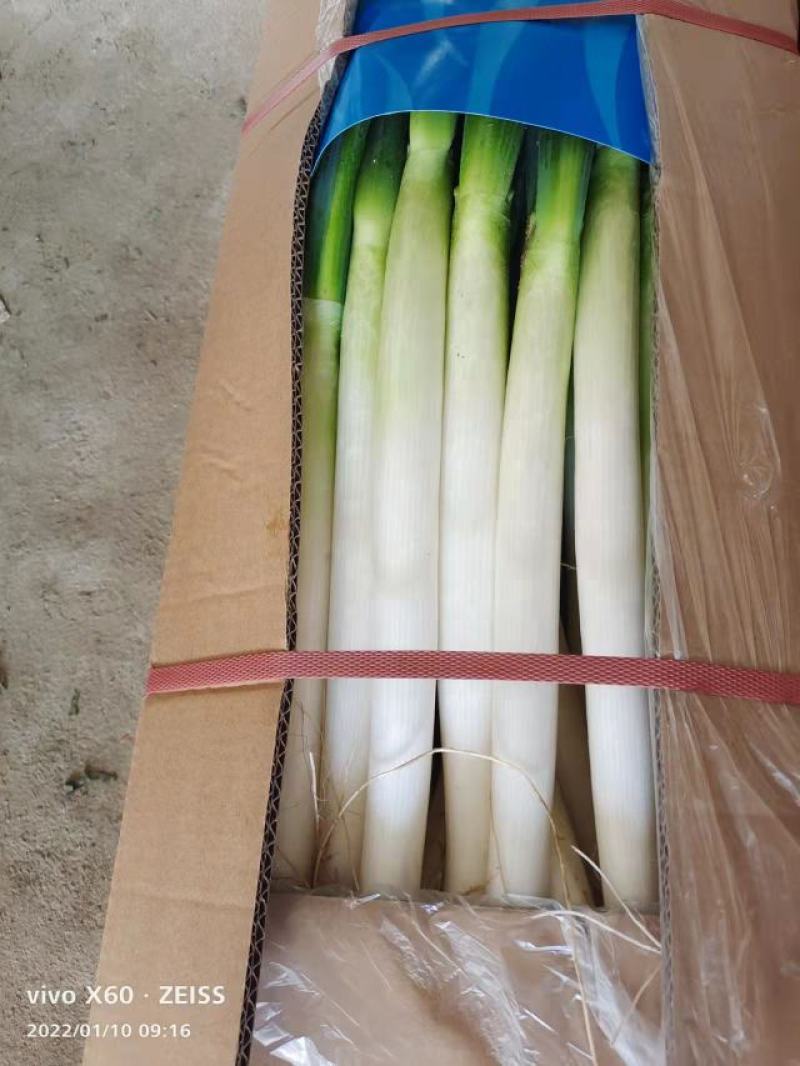 福建精品大葱