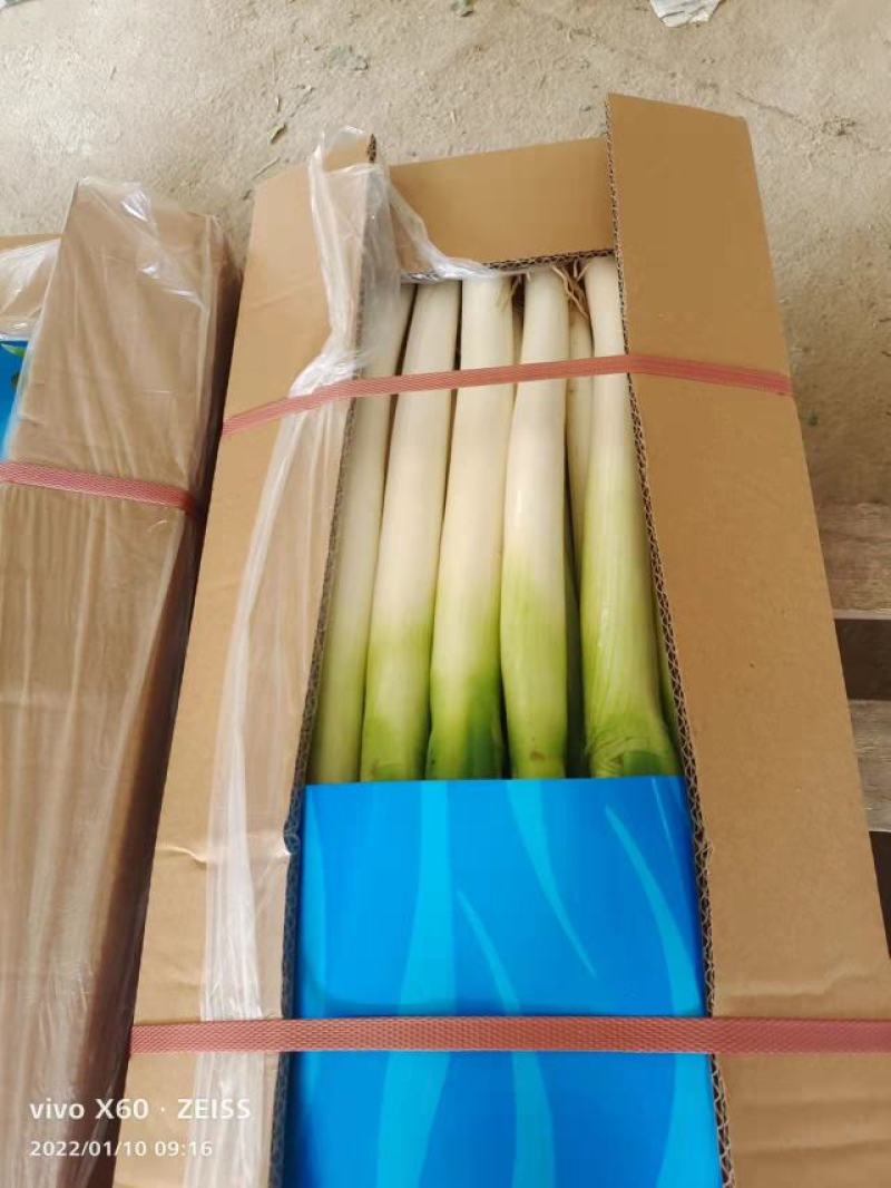 福建精品大葱