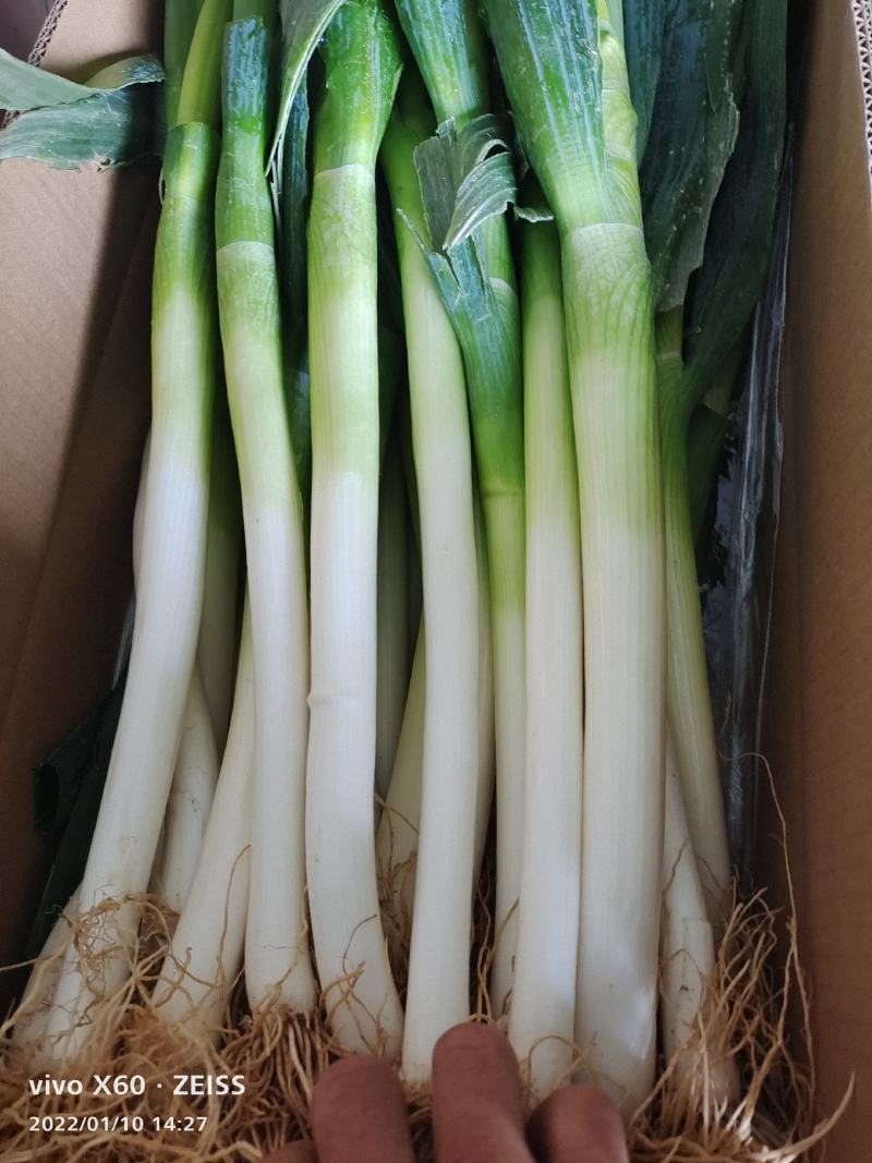 福建精品大葱