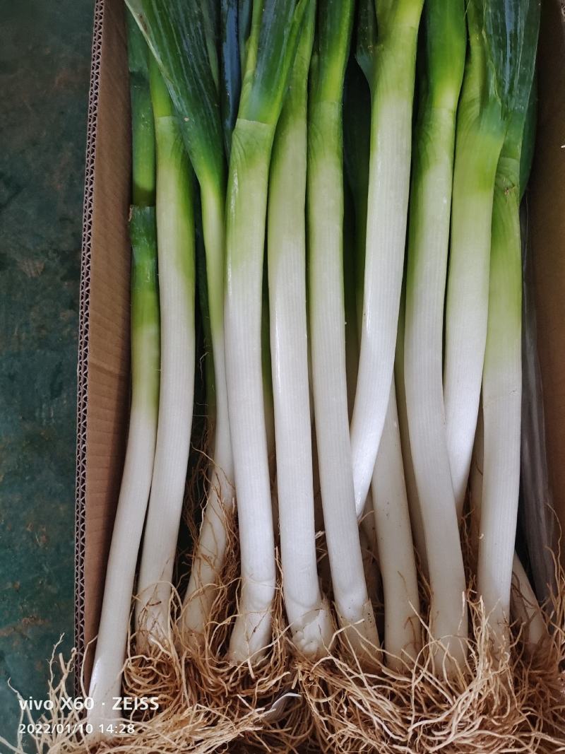 福建精品大葱