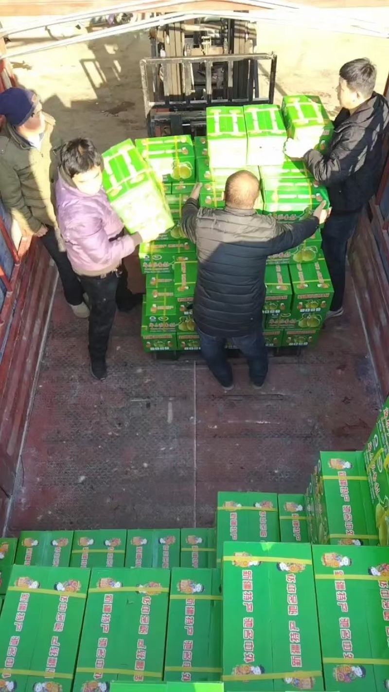 河北省石家庄市晋州市大量冷库库尔勒香梨出售中欢迎订货